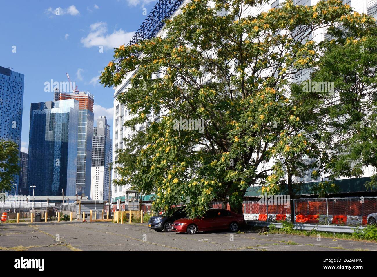 Two cars sheltering under a gigantic female Ailanthus tree (Ailanthus altissima) at a parking lot in Long Island City Stock Photo
