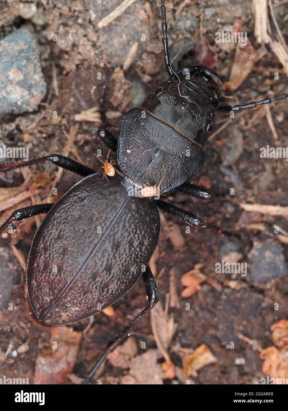 A beetle identified as Omus dejeanii - Greater Night-stalking Tiger Beetle - with phoretic mites Stock Photo