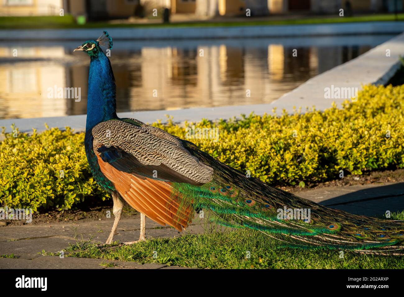 A beautiful, handsome peacock in the park Stock Photo - Alamy