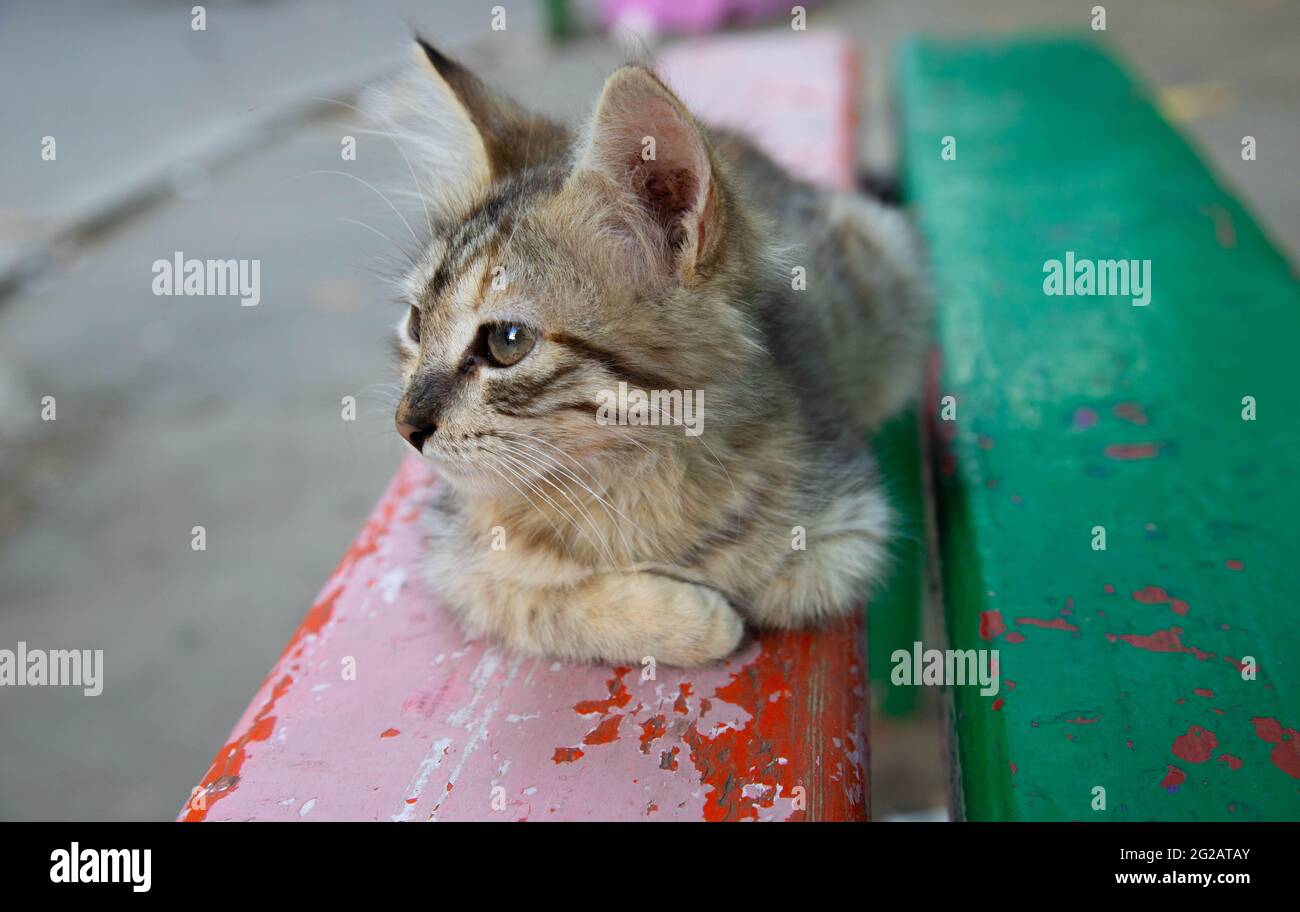 little kitten close-up on a bench Stock Photo