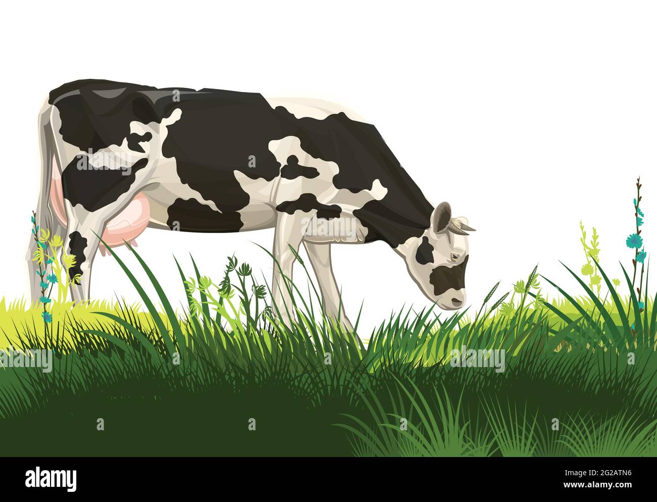 A cow is grazing in a pasture. Isolated landscape on a white background. Black and white breed. Meadow grass. Rural rustic view. Vector Stock Vector