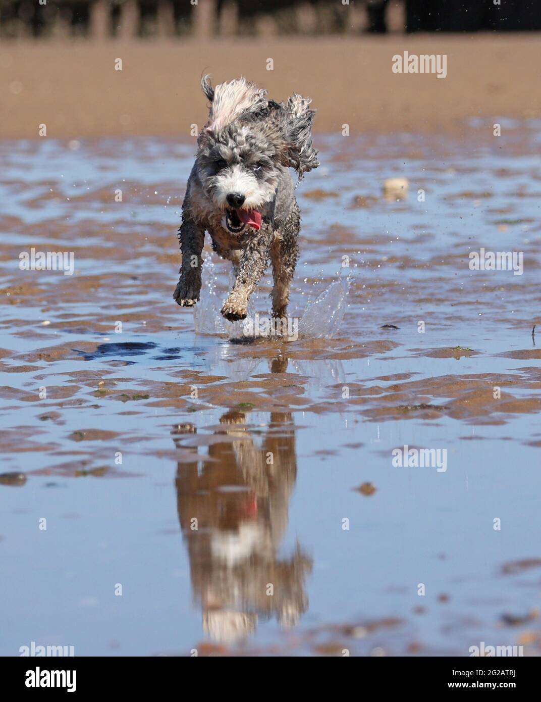 Mini cockapoo hi-res stock photography and images - Alamy