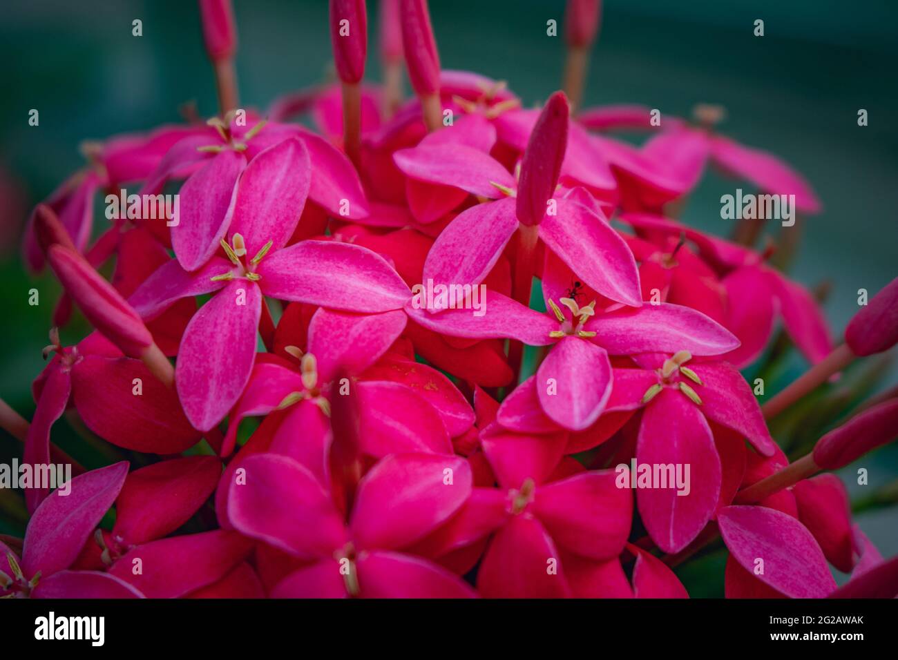 Beautiful macro photo of pink spike flowers in close on a park Stock