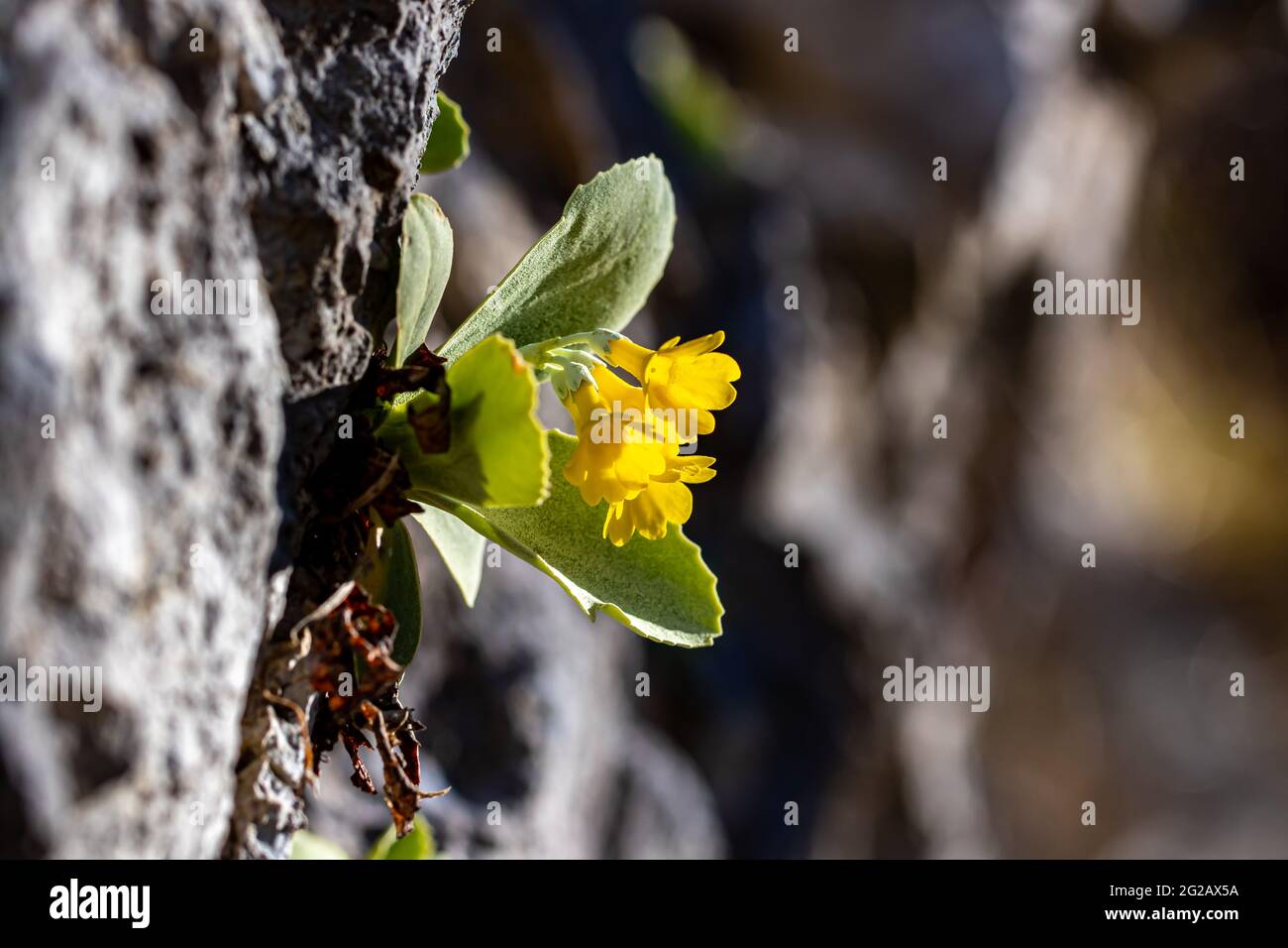 Primula auricula flowers in spring, close up Stock Photo