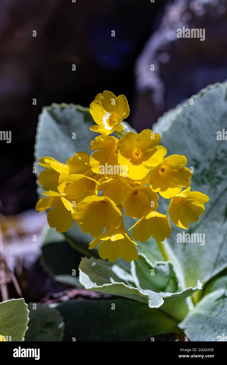 Primula auricula flowers in the forest Stock Photo