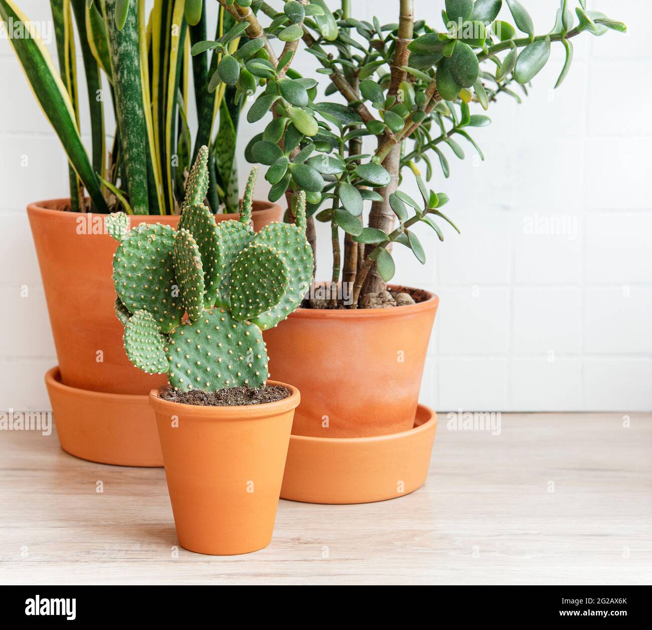 rosa monstera Pink Monstera Mural: Pink and Monstera Wallpaper