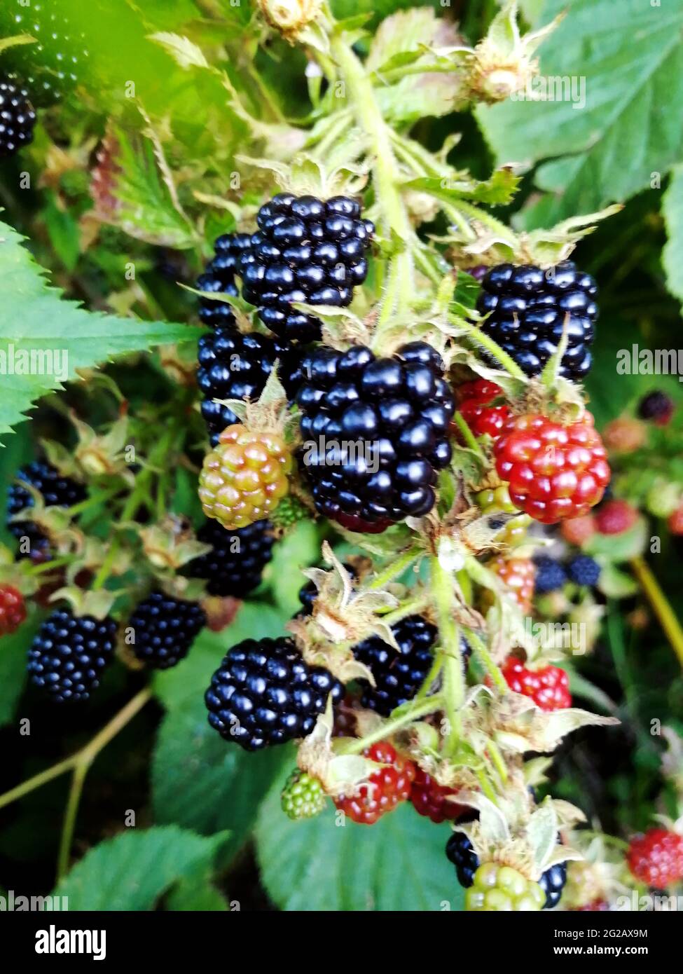 Ripe and not ripe Blackberries on a bush branch. Mobile phone shooting ...
