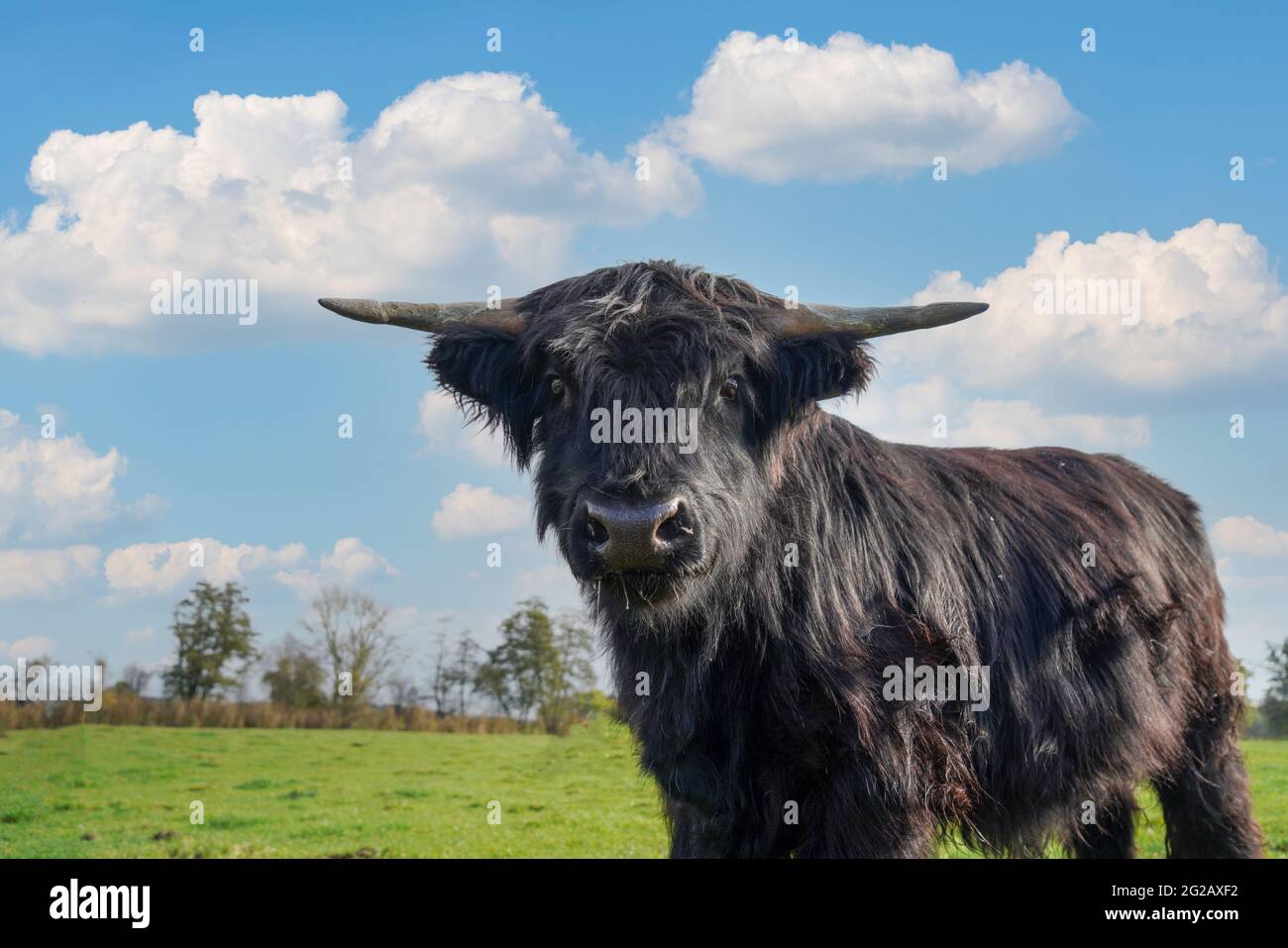 Black Highland Cow Sunny High Resolution Stock Photography and Images ...