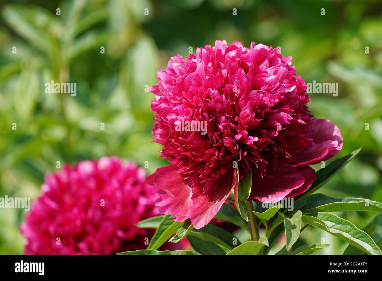Bury lane farm hires stock photography and images Alamy