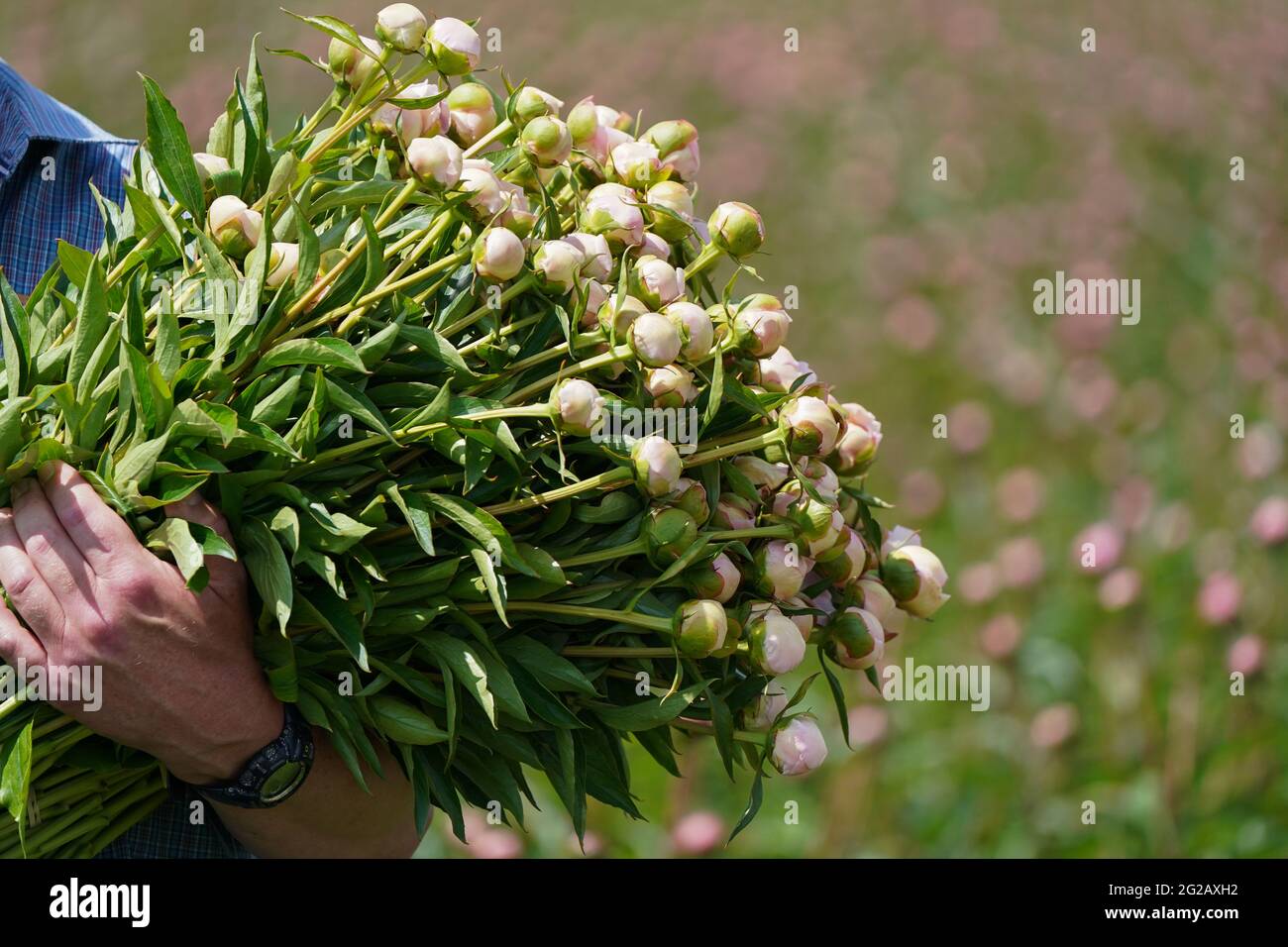 Freshly cut peonies in fields at the familyrun Bury Lane Farm in