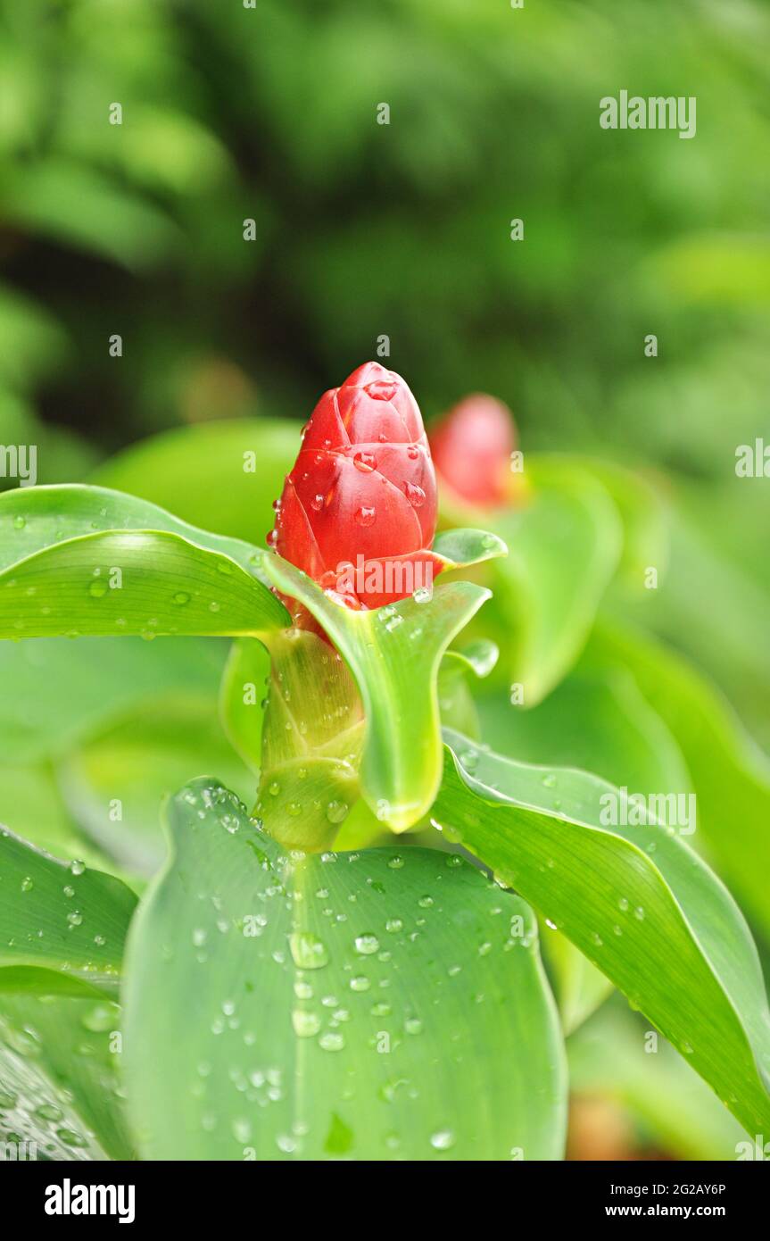 red flower Stock Photo