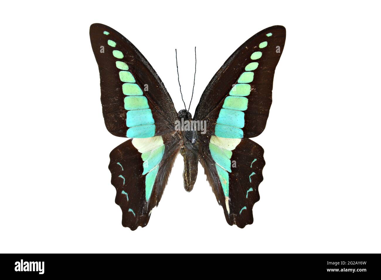 Beautiful butterfly isolated - Common Bluebottle (Graphium sarpedon) Stock Photo