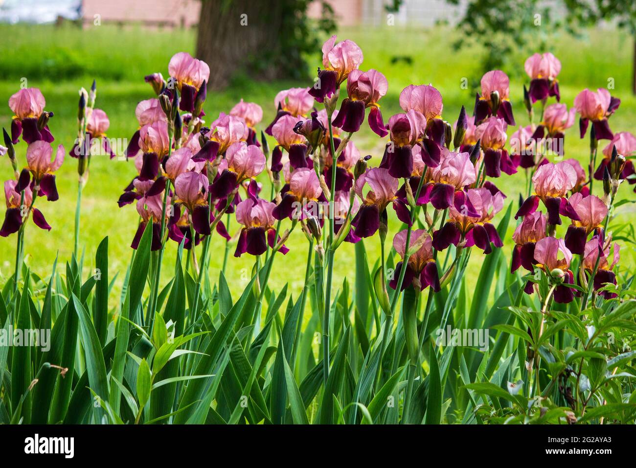 Blooming irises on a flower bed in the garden Stock Photo