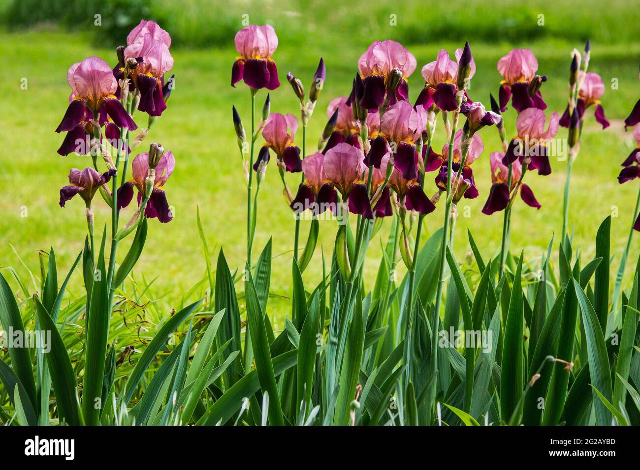Blooming irises on a flower bed in the garden Stock Photo
