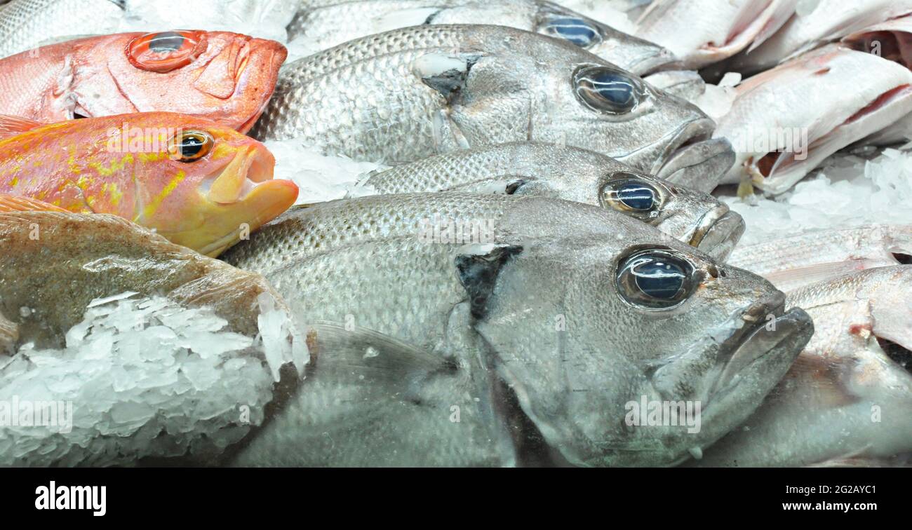 fish Seafood Stock Photo