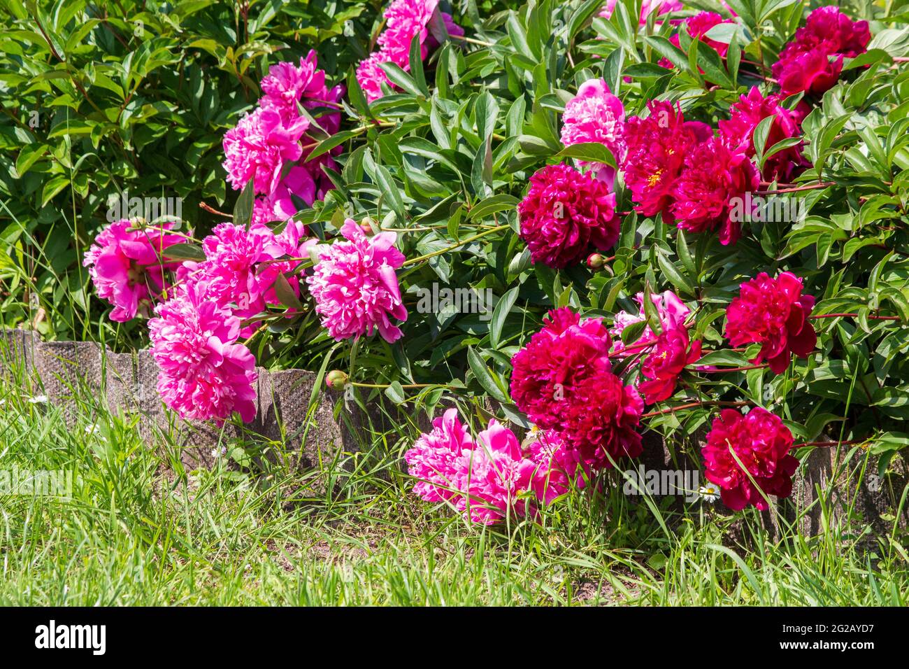 Blooming peony on a flower bed in the garden Stock Photo