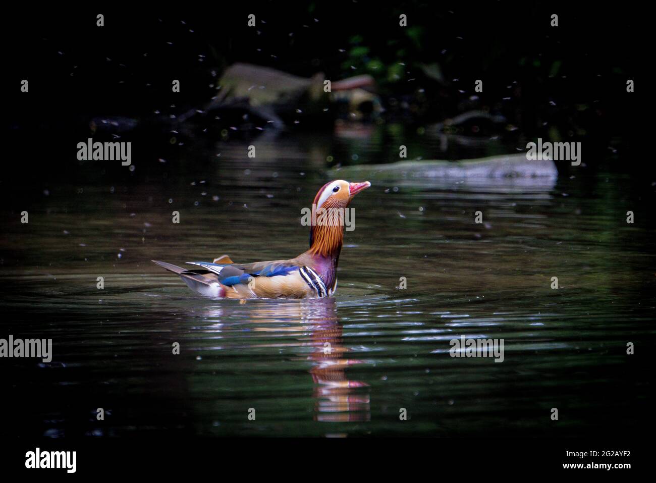 Mandarin duck eating insects Stock Photo Alamy
