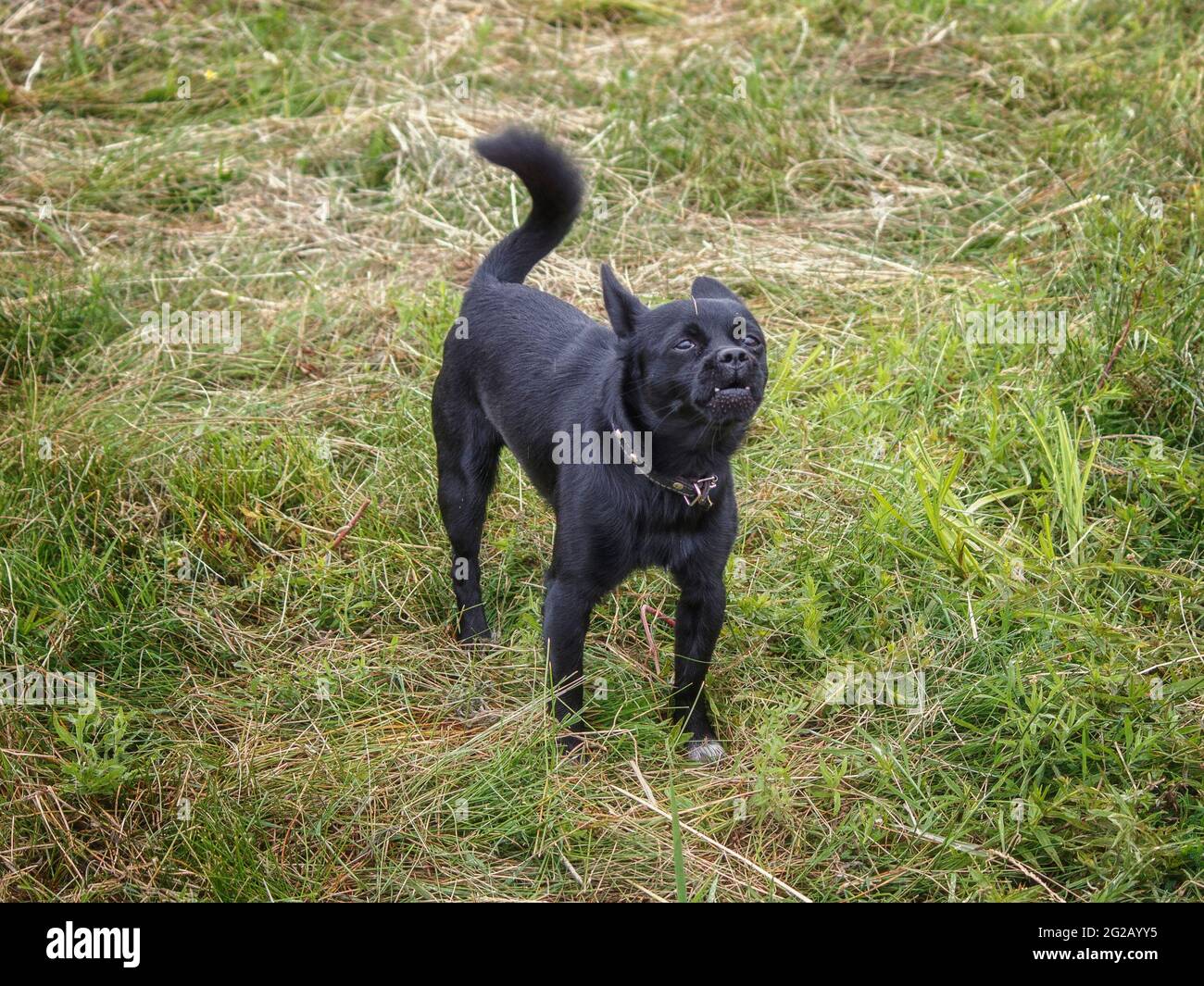 Portrait of funny dog outdoor Stock Photo