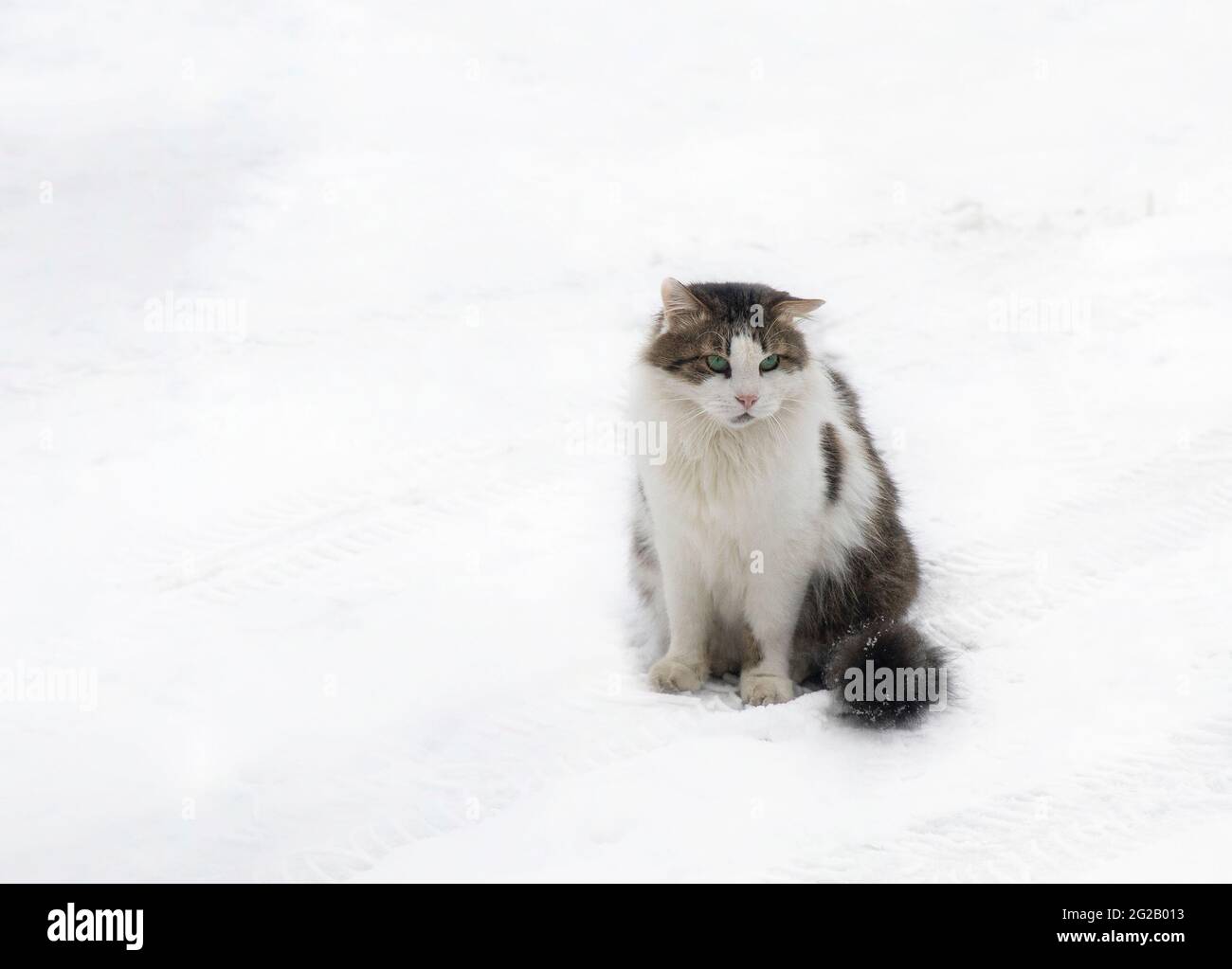 Winter walk in the snow of a curious cat Stock Photo