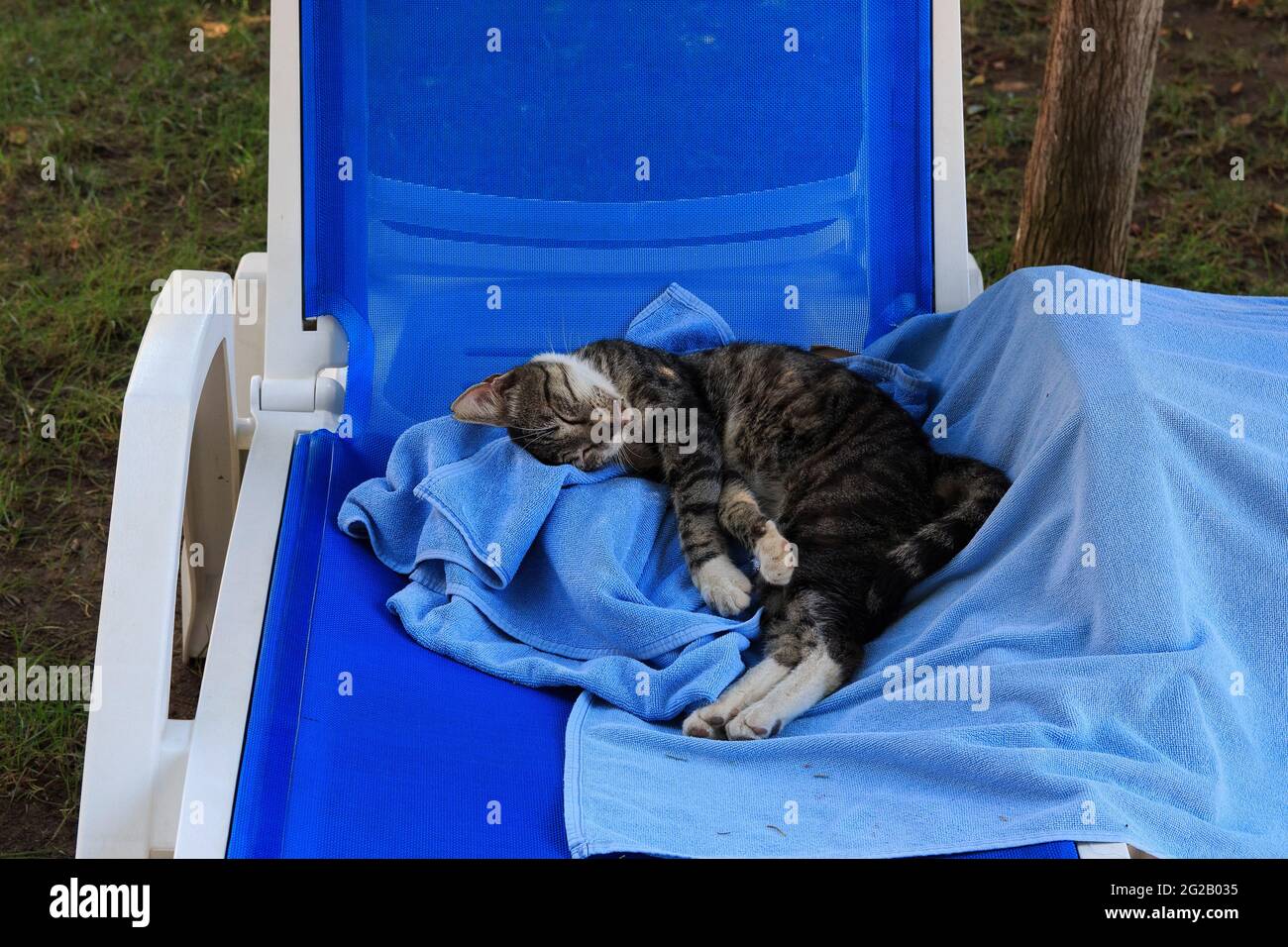 Sleeping cat in funny pose Stock Photo - Alamy
