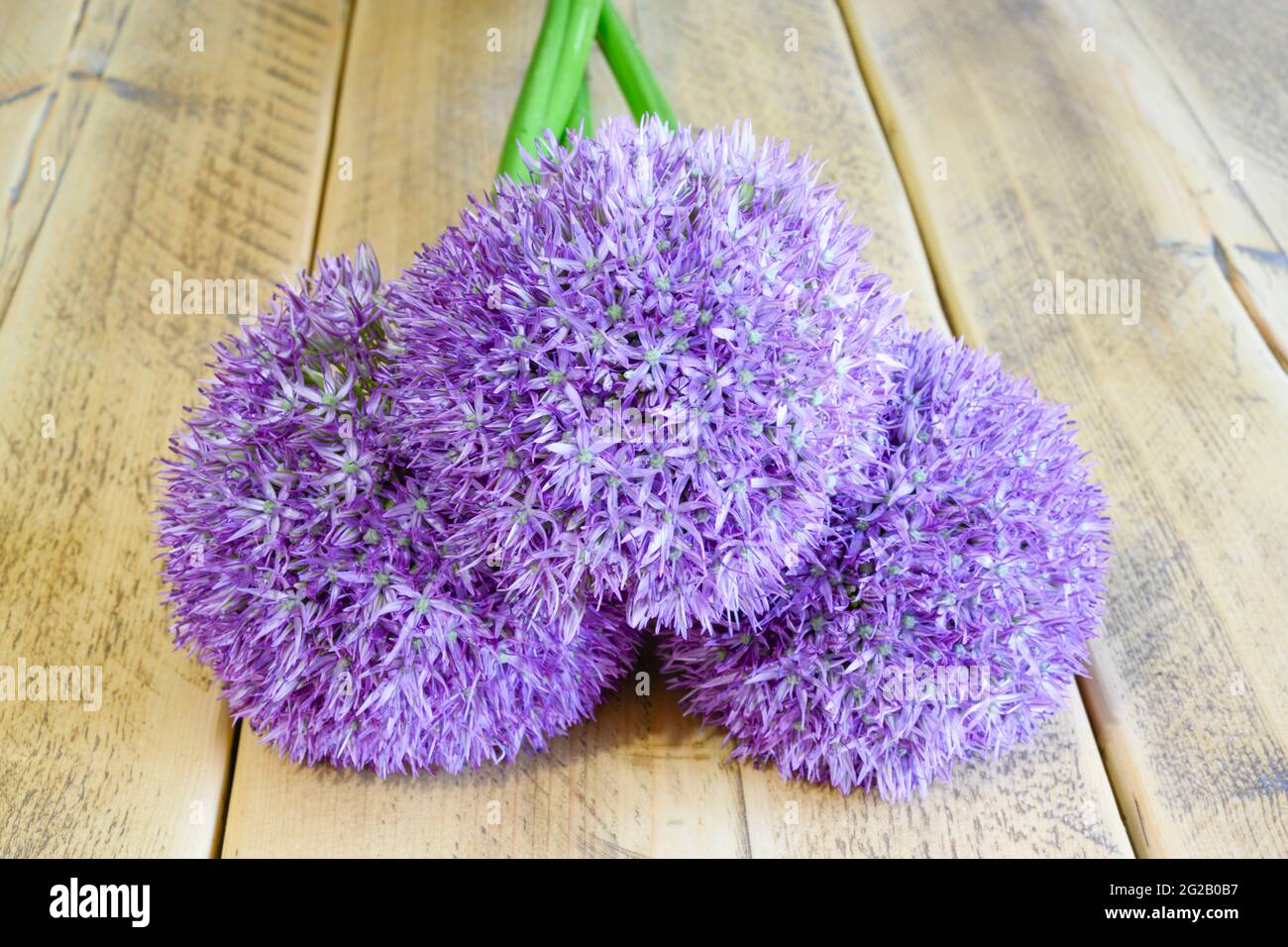 Three Purple Allium flowers (Allium aflatunense), also known as Dutch Garlic, lying on a wooden table top Stock Photo
