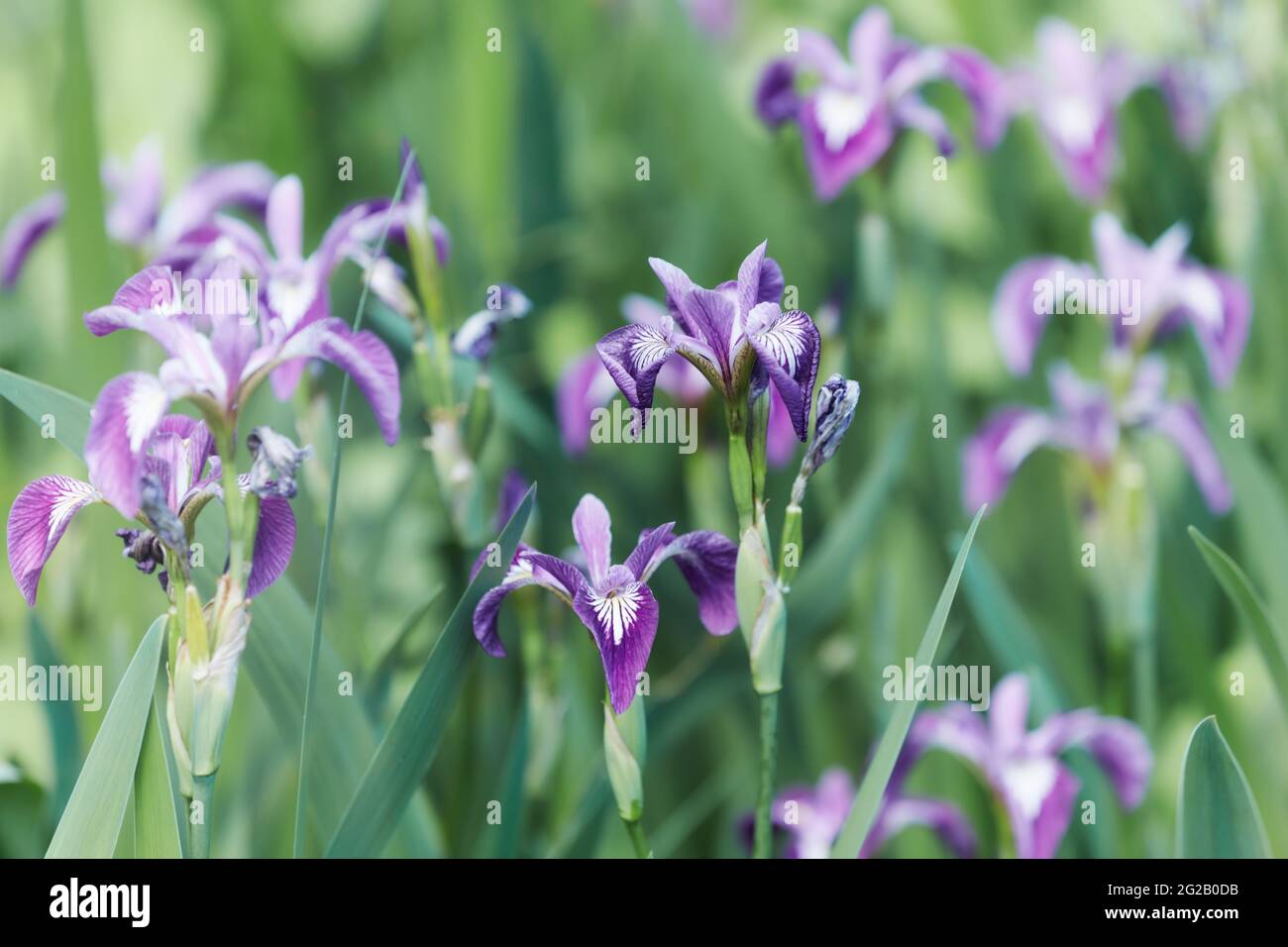 Nature background with spring flowers. Selective and soft focus Stock ...