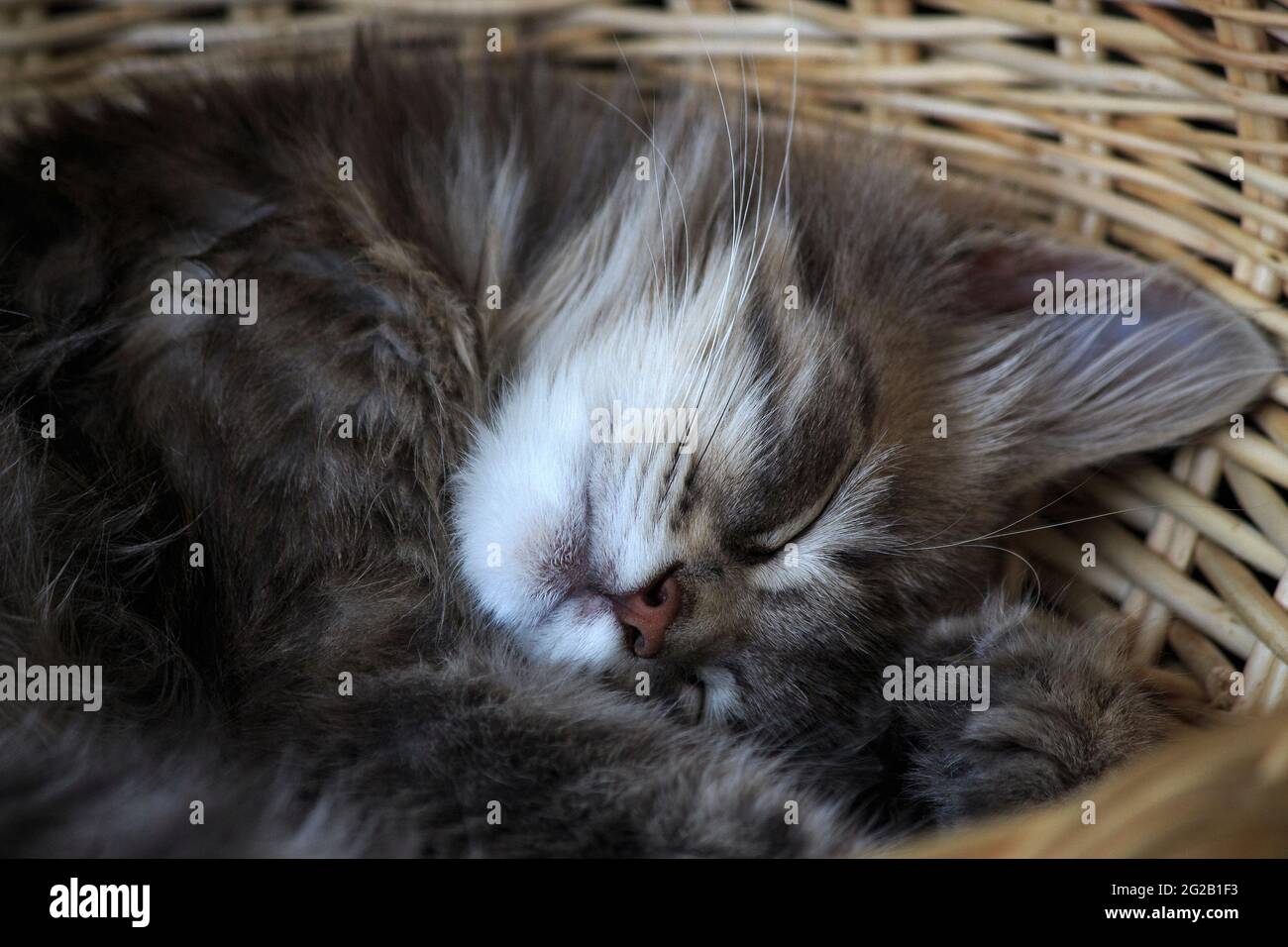 Sleeping cat in funny pose Stock Photo - Alamy
