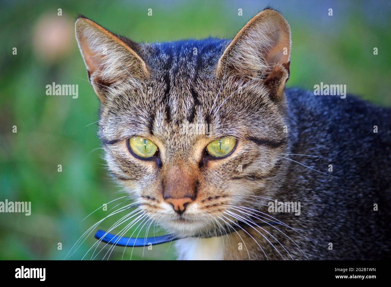 Portrait Of Homeless Cat Stock Photo - Alamy