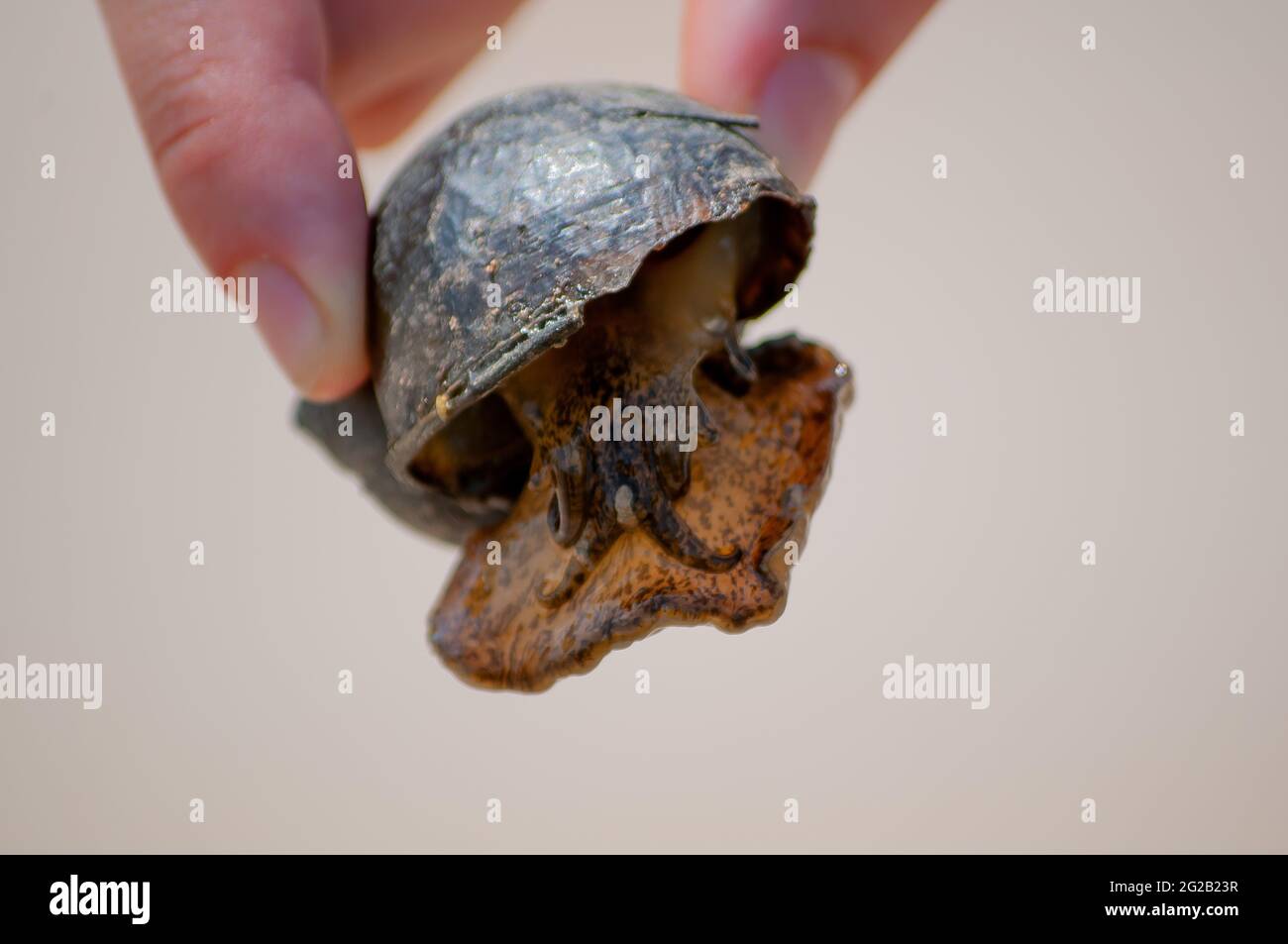 Selective focus shot of fingers holding an apple snail in Ebro Delta, Tarragona, Spain Stock Photo