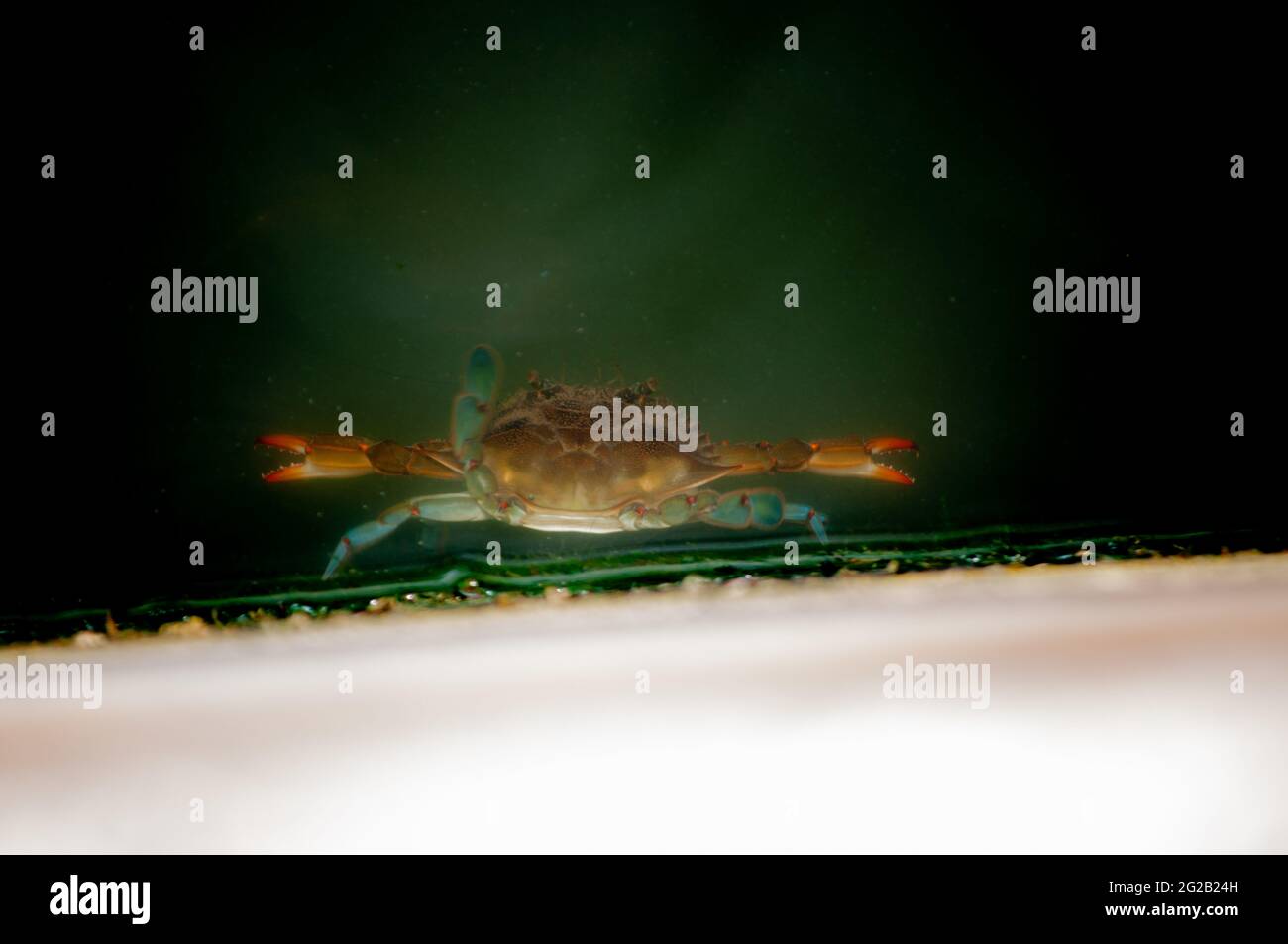 Selective focus shot of an Atlantic blue crab (Callinectes sapidus) Stock Photo