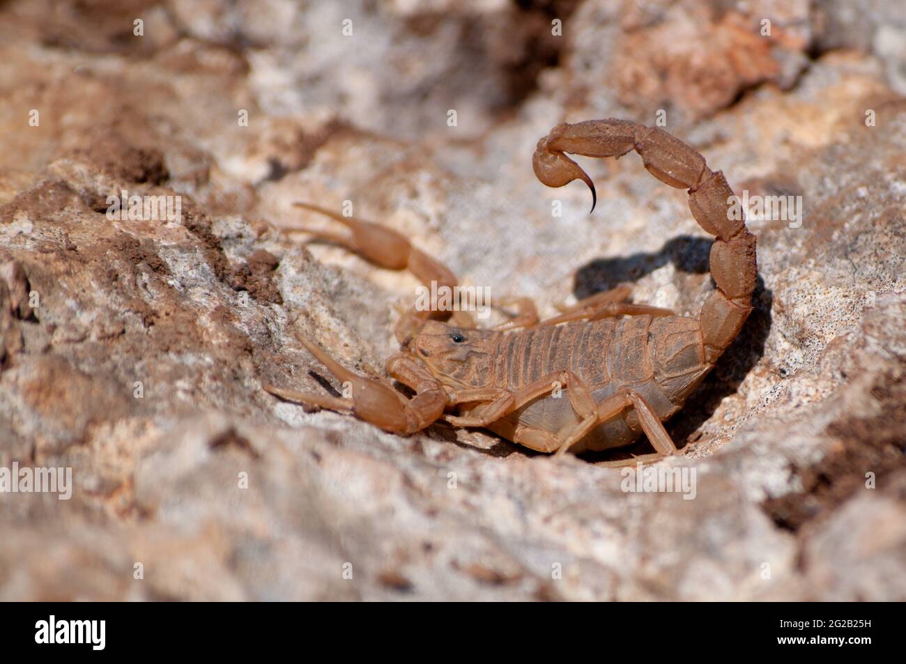 Selective focus shot of a Buthus occitanus (yellow scorpion) Stock Photo