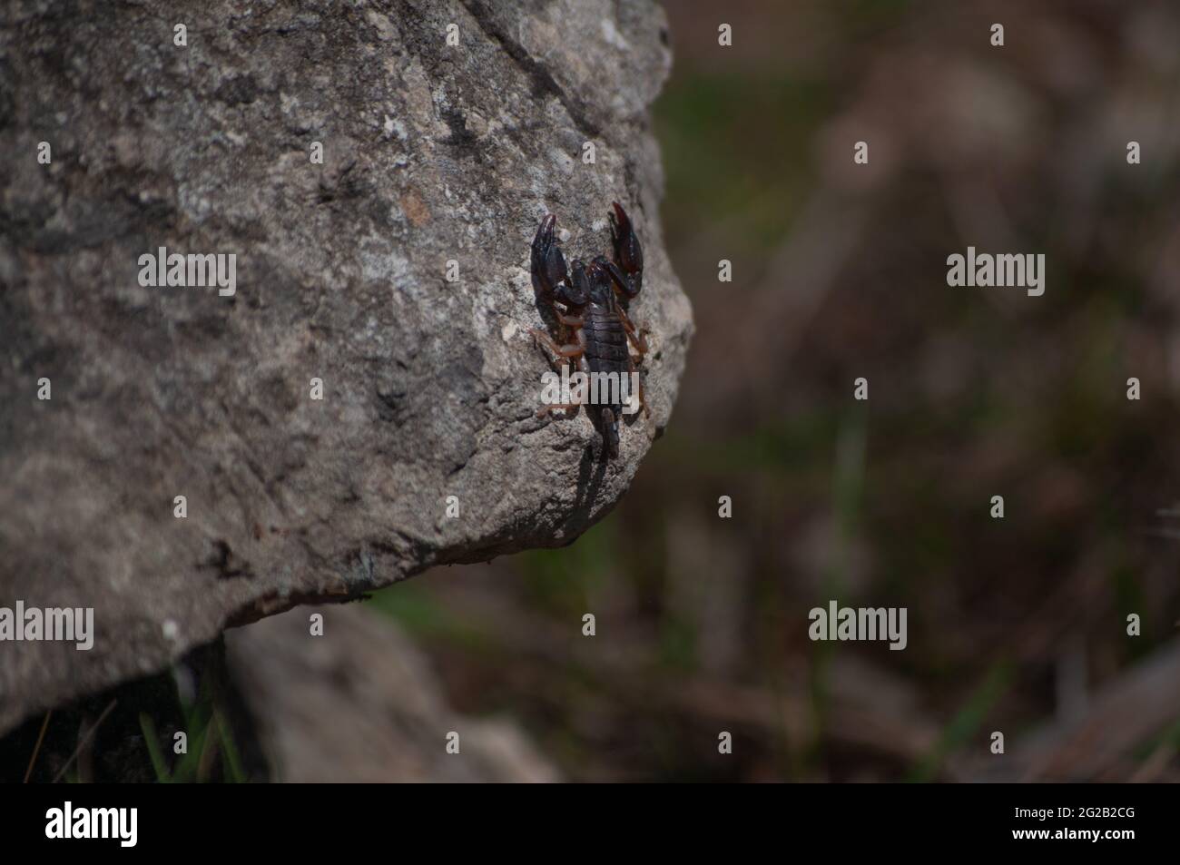 Selective focus shot of a Euscorpius flavicaudis (European yellow-tailed scorpion) Stock Photo