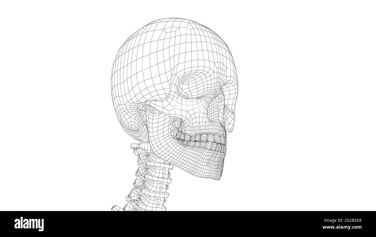 Human skeleton. Vector Stock Vector Image & Art - Alamy