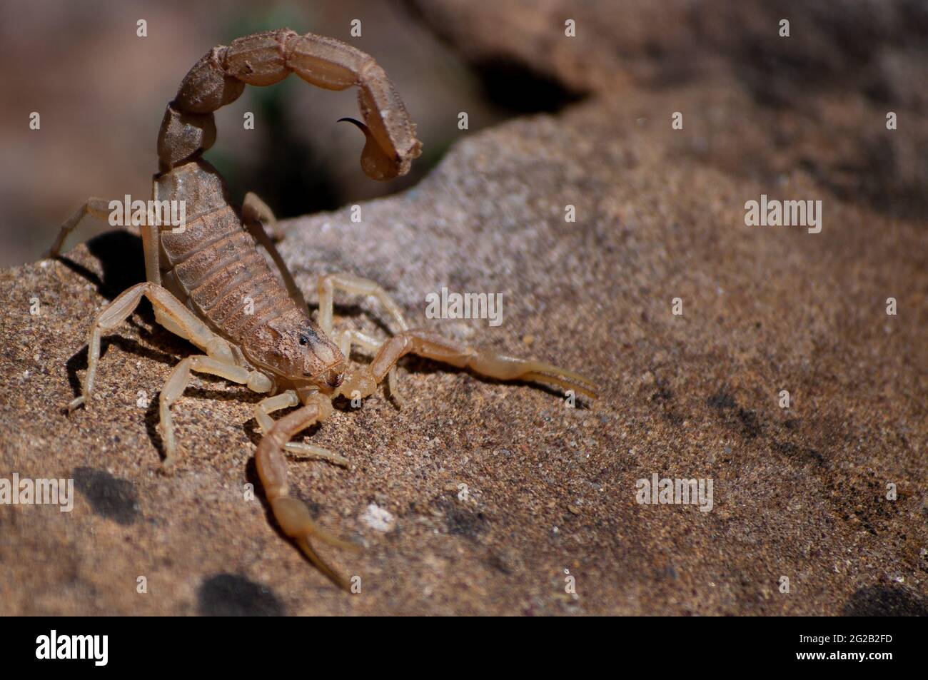 Selective focus shot of a Buthus occitanus (common yellow scorpion) Stock Photo