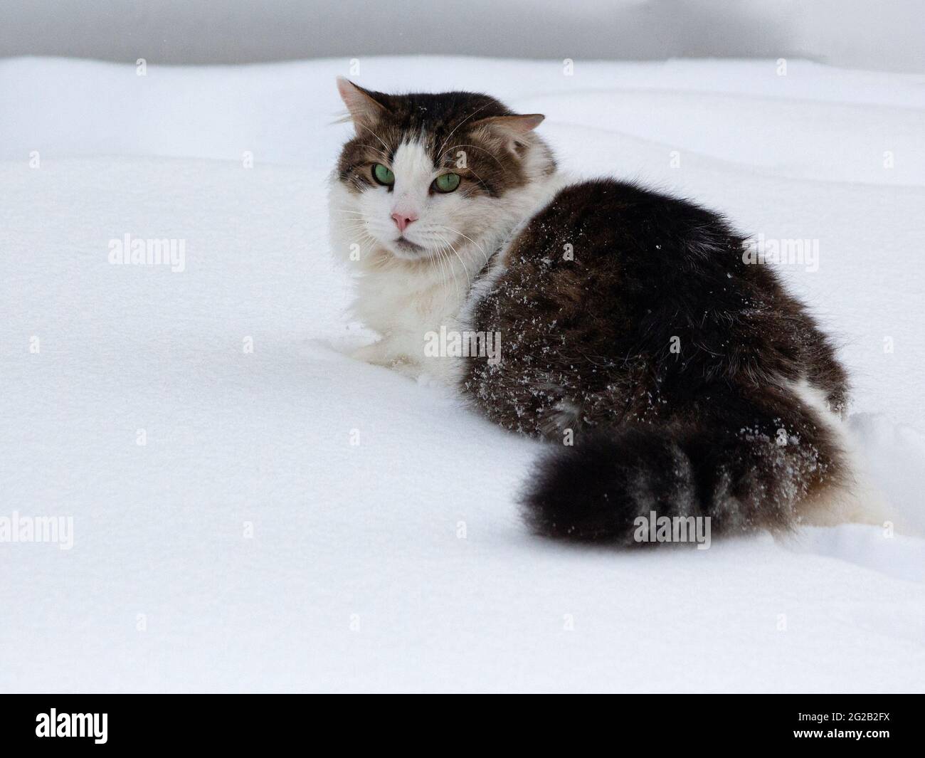 Winter walk in the snow of a curious cat Stock Photo