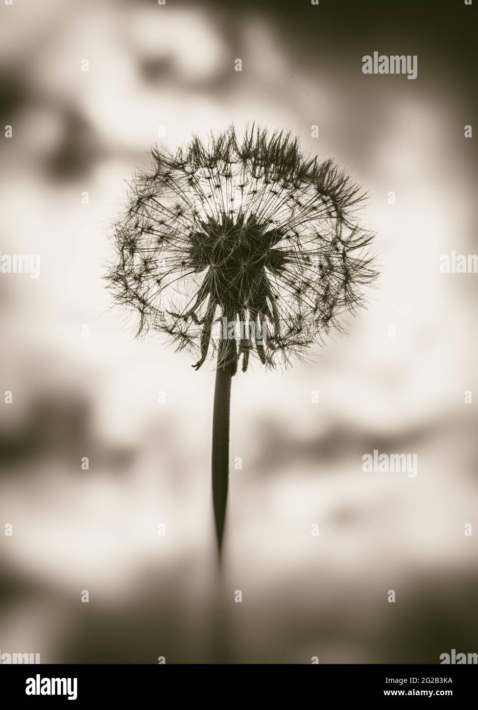 Silhouette of dandelion flower or blowball head covered with seeds. Black and white picture. Stock Photo