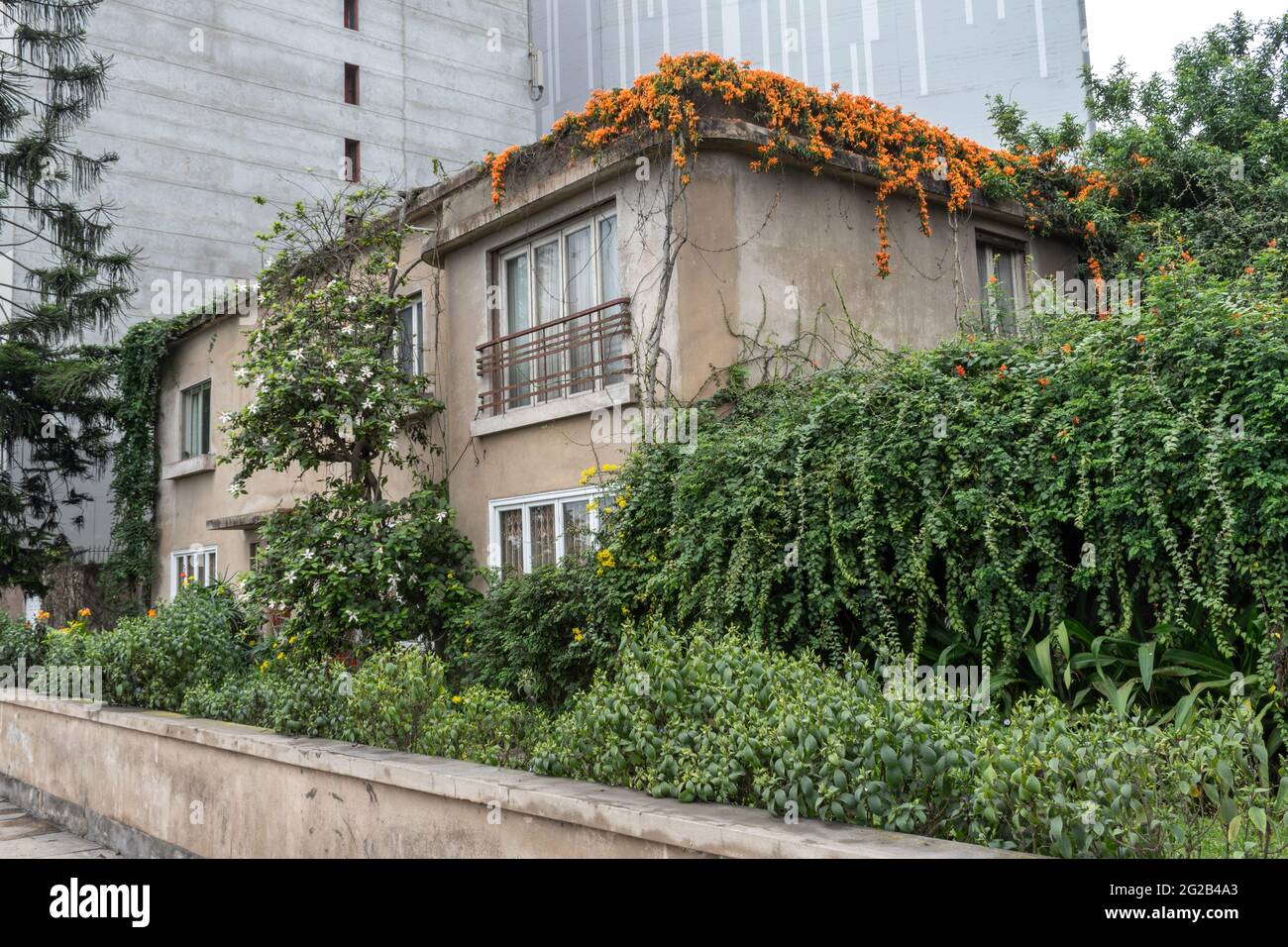 An old house covered in plant growth sits next to modern new buildings in the Miraflores district in Lima, Peru Stock Photo