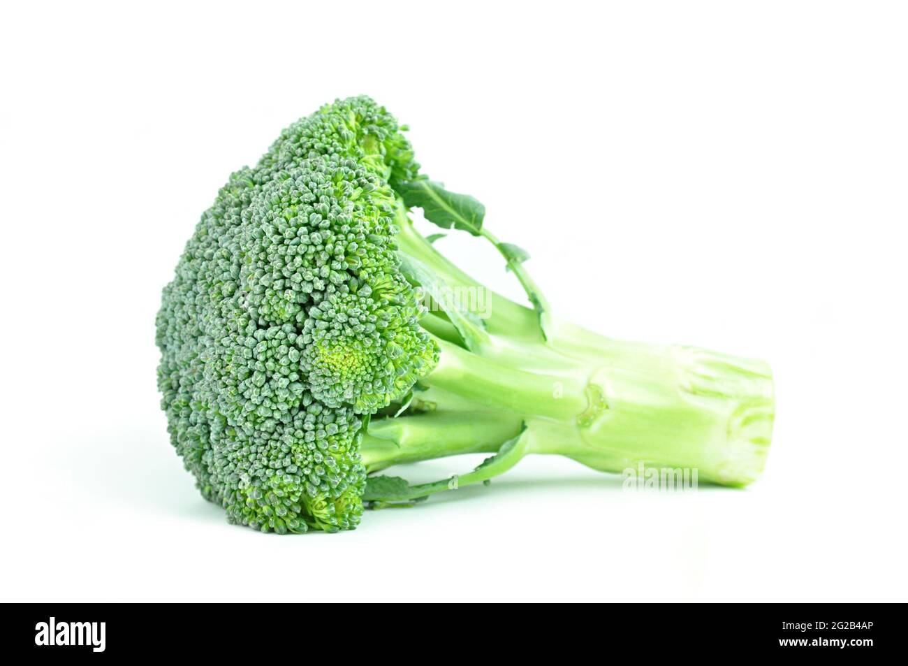 Broccoli isolated on white background Stock Photo