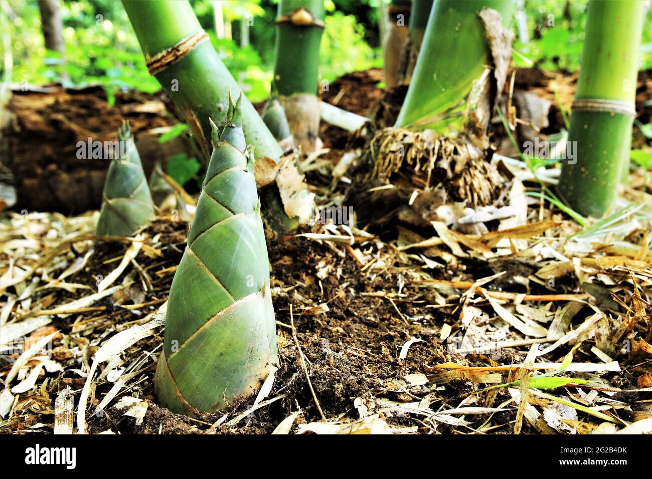 bamboo shoots. stock photo Stock Photo