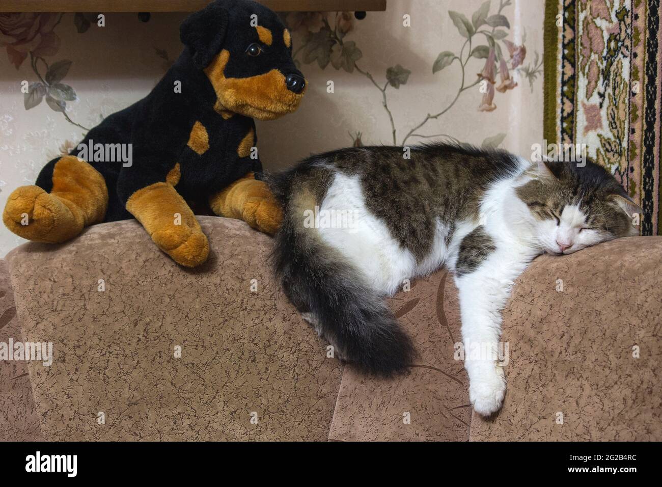 Sleeping cat in funny pose Stock Photo - Alamy