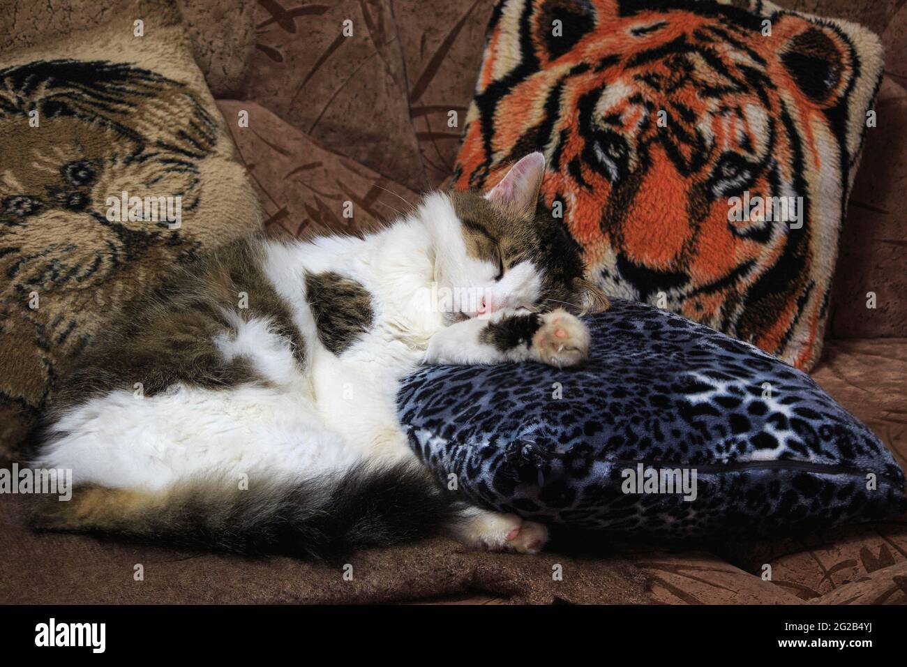 Sleeping cat in funny pose Stock Photo - Alamy