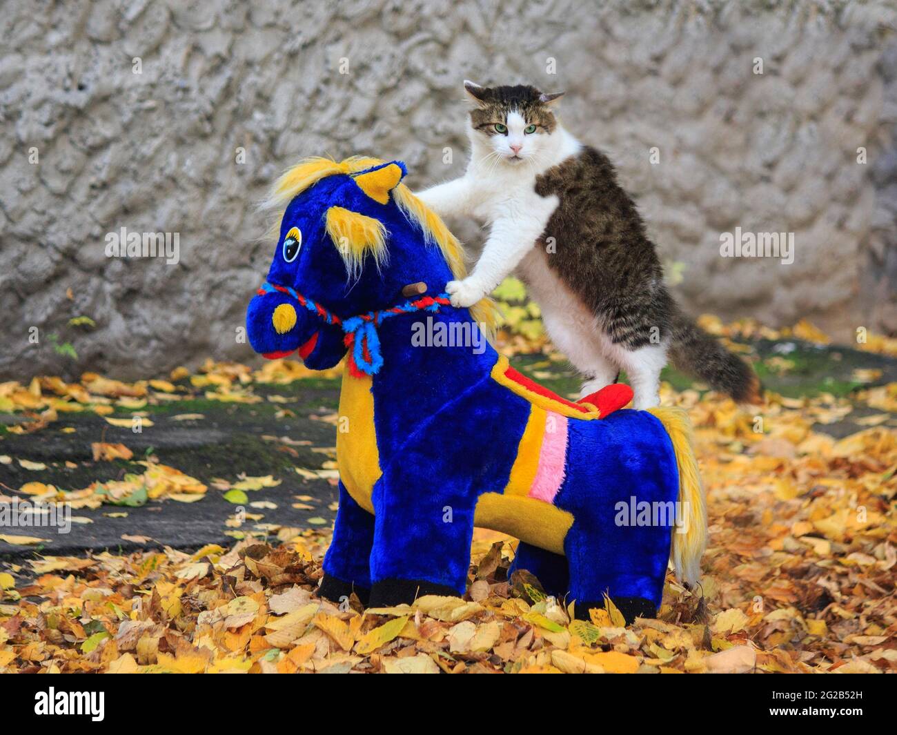 Wonderful autumn walk of cats on fallen leaves Stock Photo - Alamy