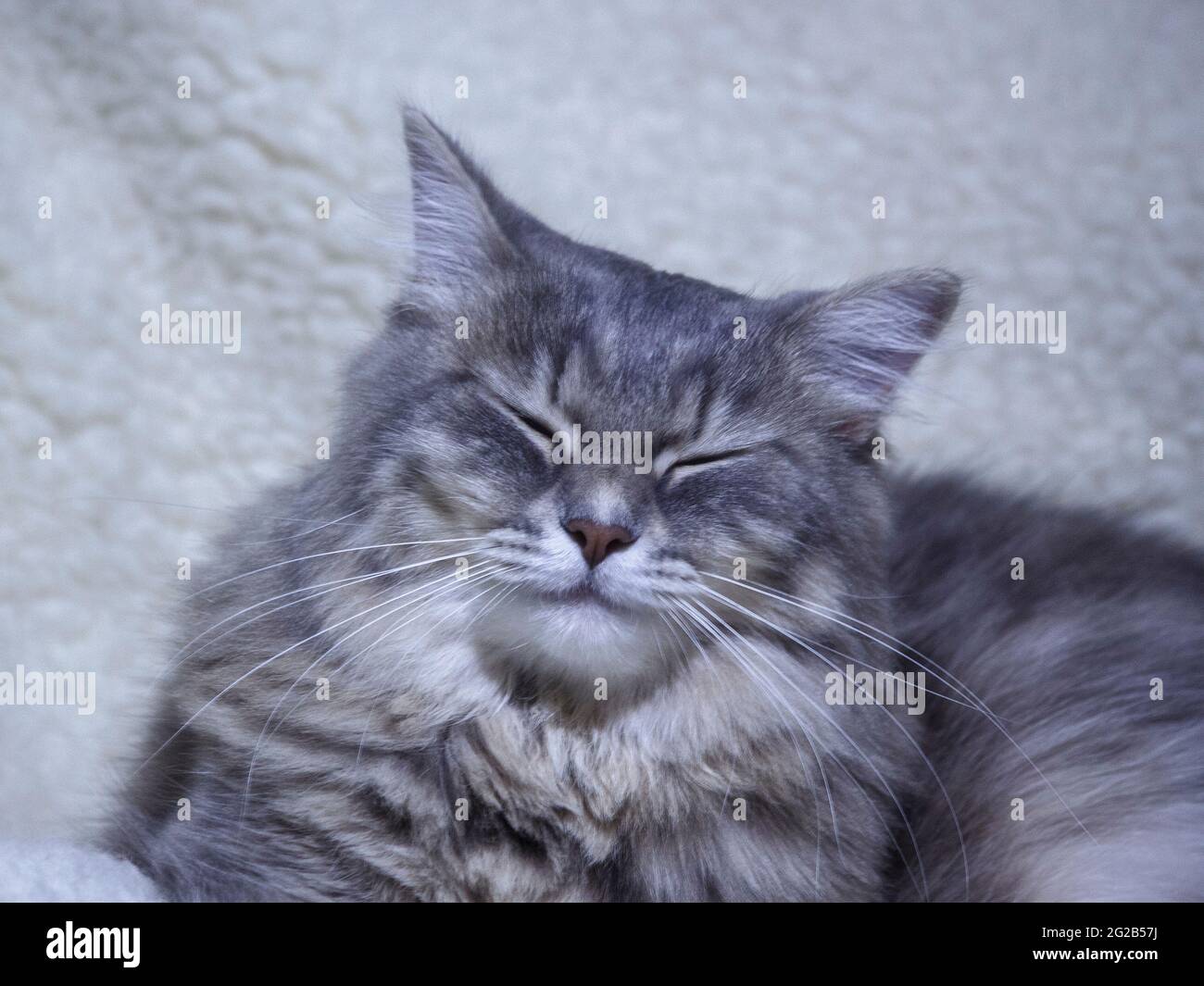 Sleeping cat in funny pose Stock Photo - Alamy