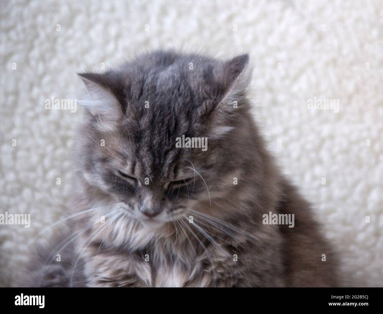 Sleeping cat in funny pose Stock Photo - Alamy