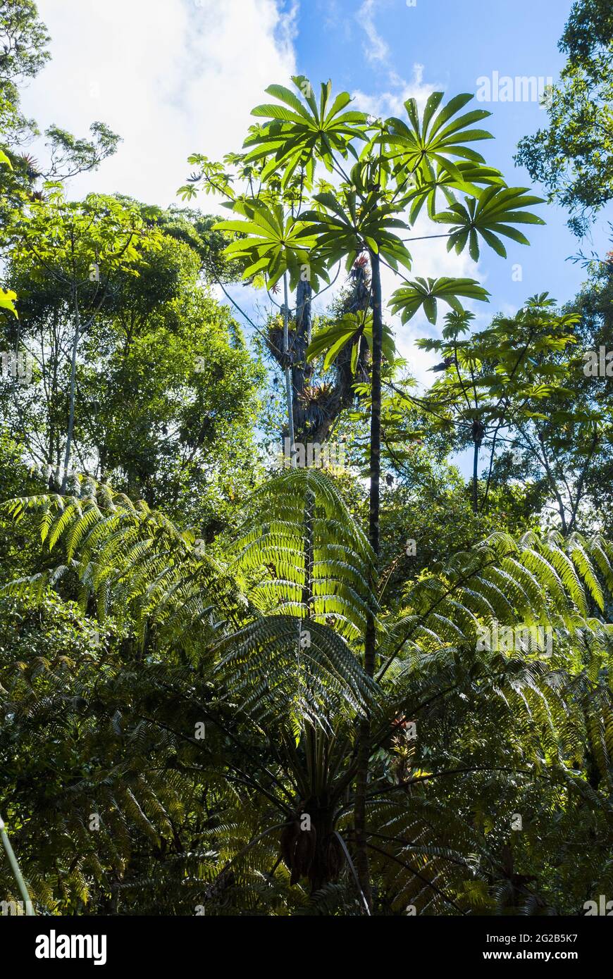 Cloud forest in northern Guatemala, Alta Verapaz, forest conservation. Stock Photo