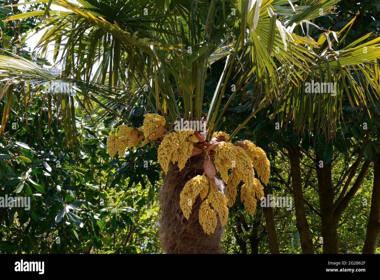 Trachycarpus fortunei Chusan palm fibre covered bark and large arches of pale yellow flowers Stock Photo