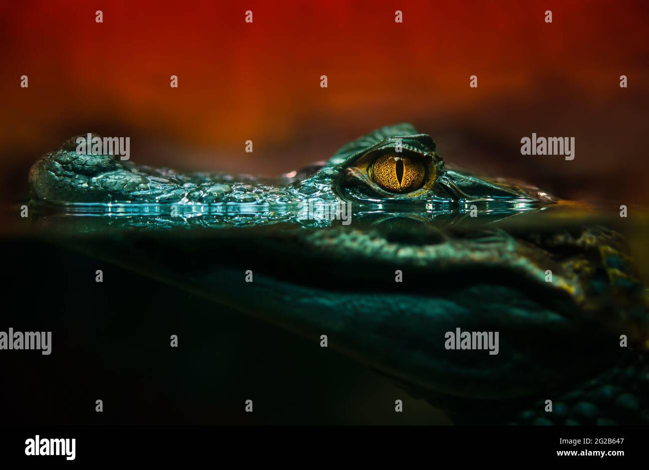 Crocodile Tears High Resolution Stock Photography And Images Alamy
