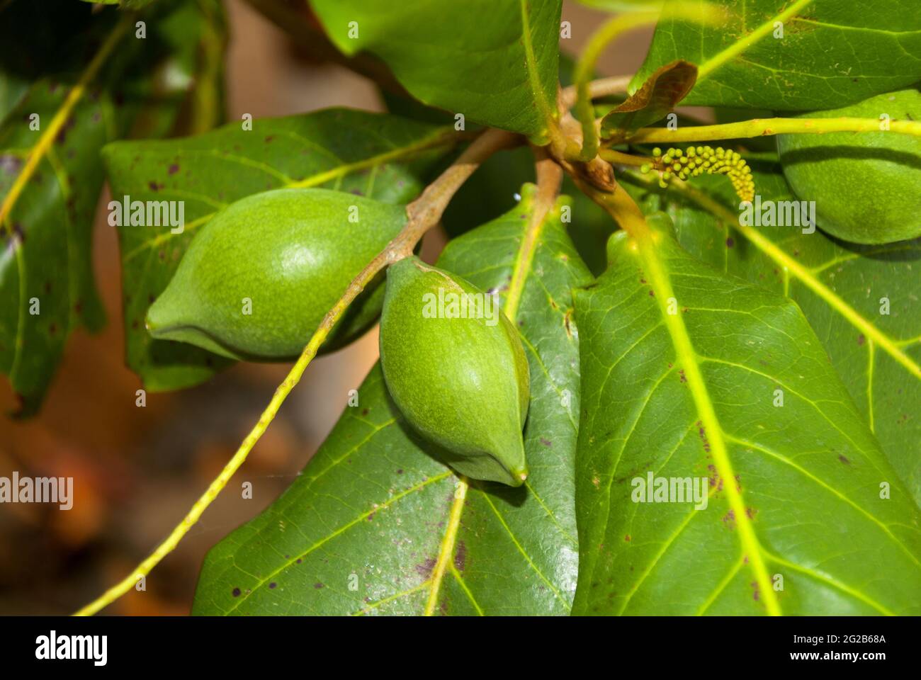 Bengal almond fruits in Guatemala. Tree in the southern tropical region of Guatemala. Stock Photo