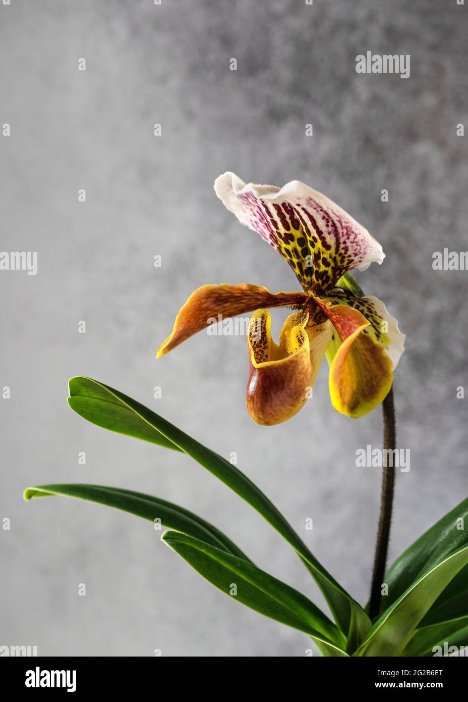 Beautiful flower of Lady's slipper orchids. (Cypripedioideae Paphiopedilum) Stock Photo