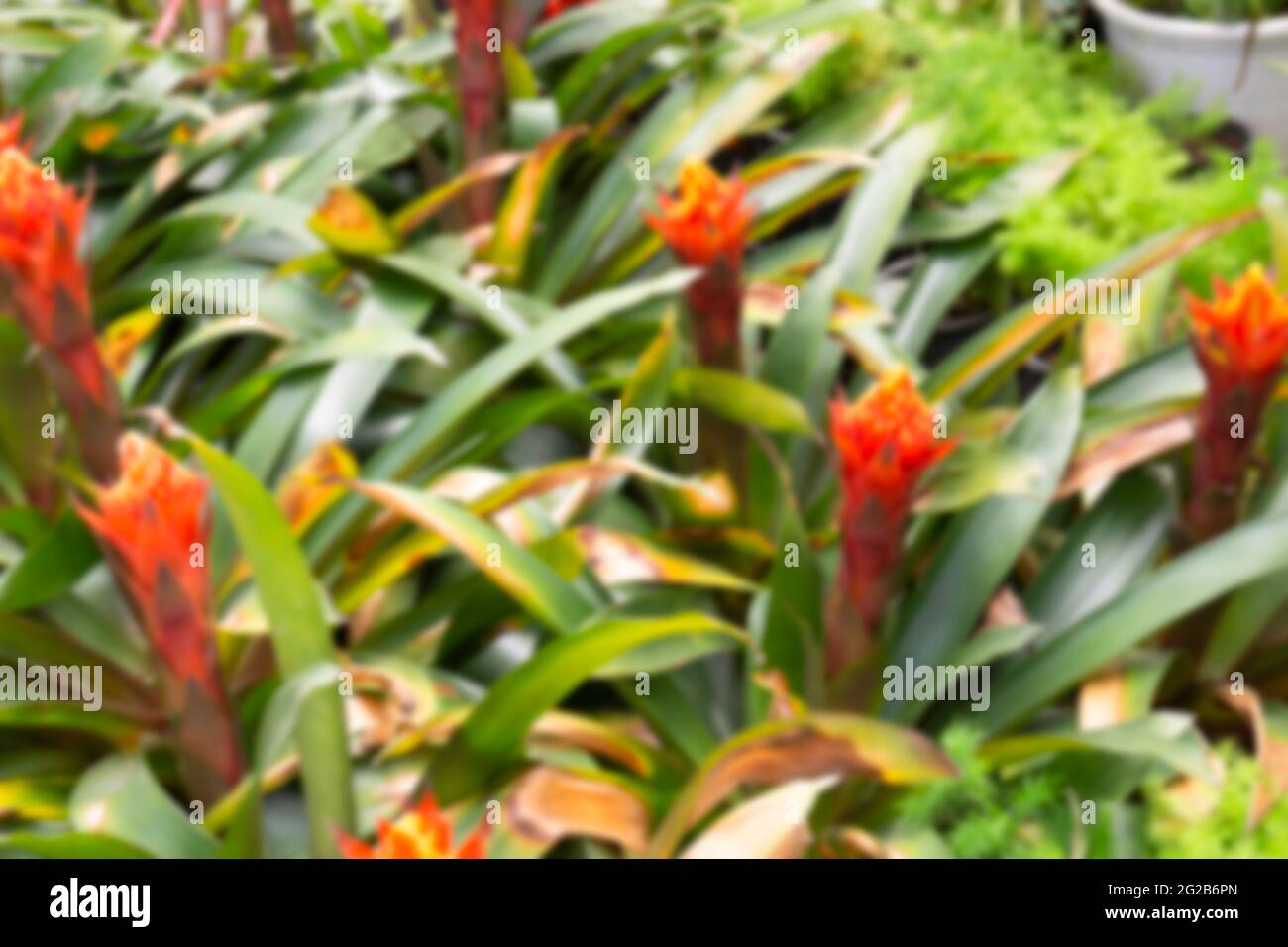 Spring Bright Tree Bright spring leaves on the tree, stock photo Stock Photo - Alamy